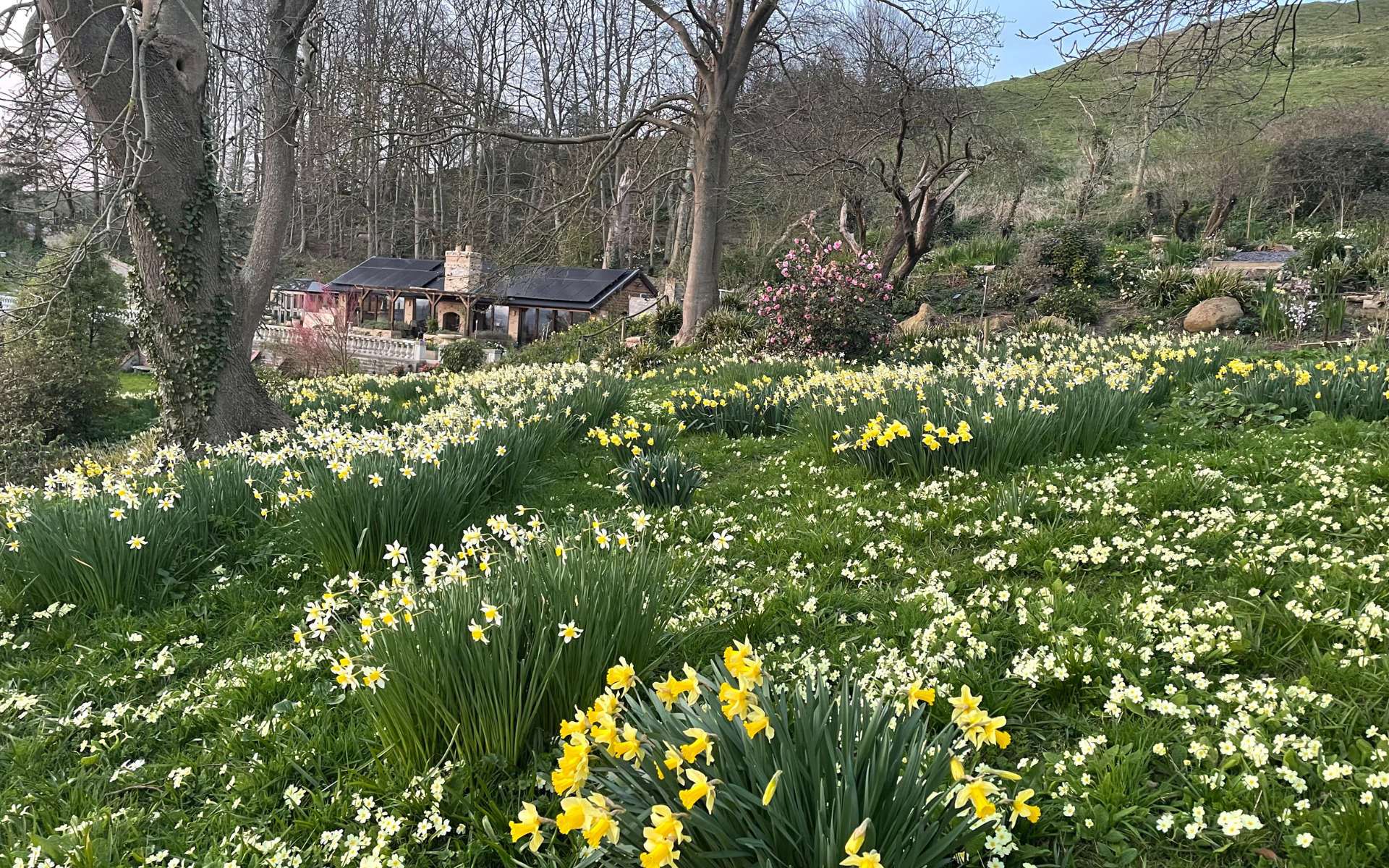 Flowers in the Torside Health and Wellness Retreat Gardens