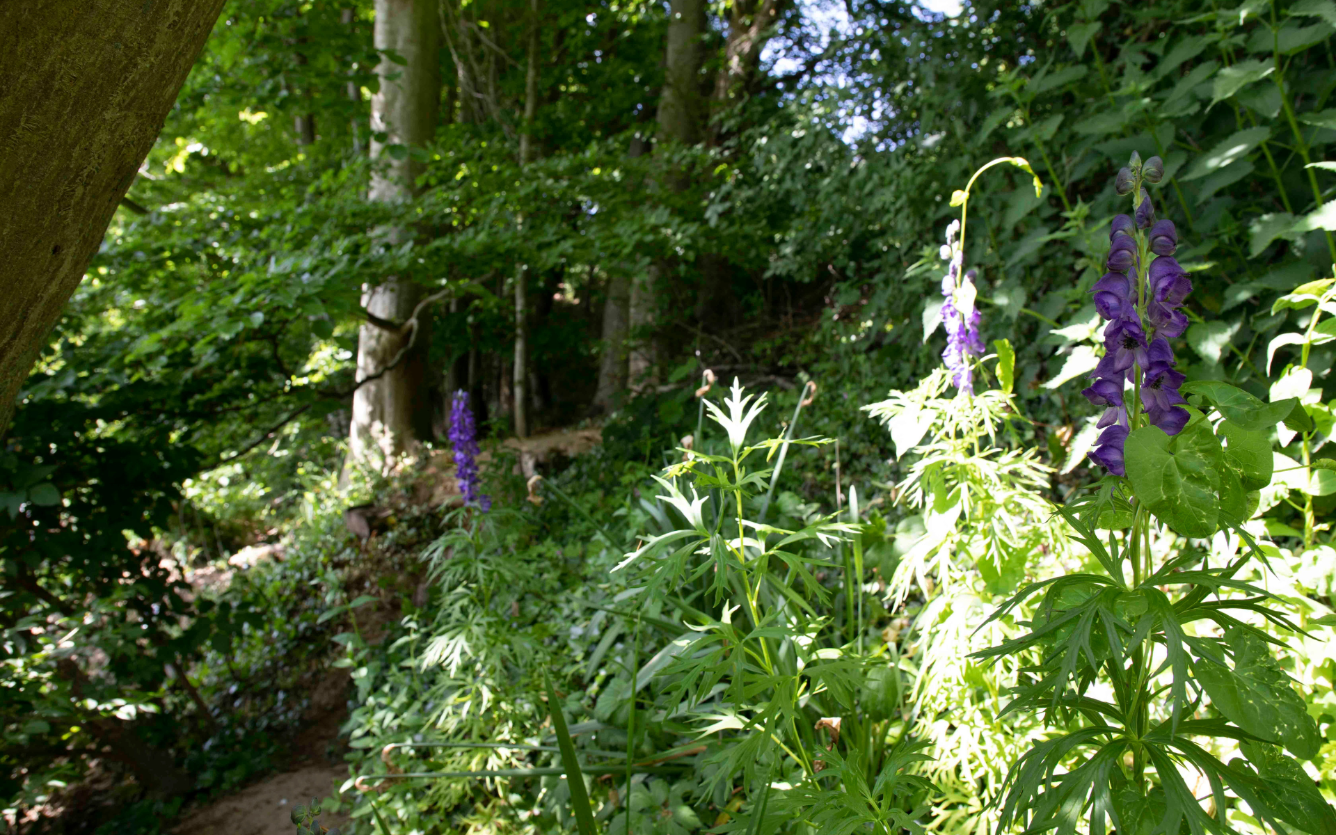 Nature at Torside Health and Wellness Retreat